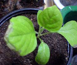 Methods for controlling pests and diseases of eggplant seedlings