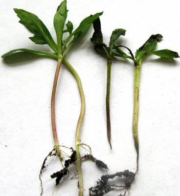 Methods for controlling pests and diseases of eggplant seedlings