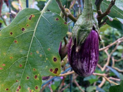 Methods for controlling pests and diseases of eggplant seedlings