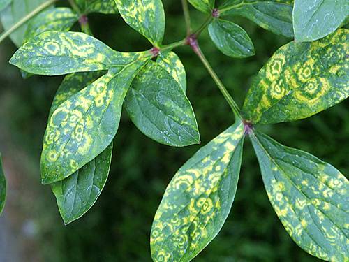 Methods for controlling pests and diseases of eggplant seedlings