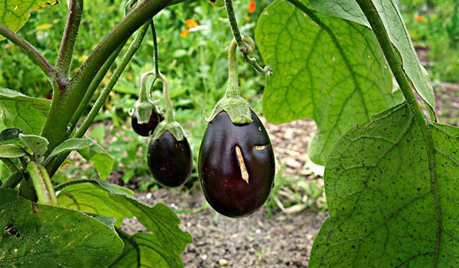 Methods for controlling pests and diseases of eggplant seedlings