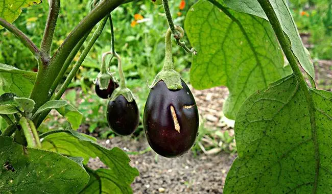 Methods for controlling pests and diseases of eggplant seedlings