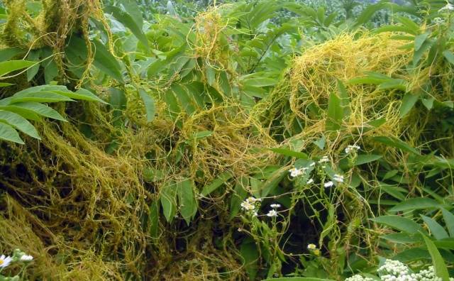 Methods for controlling quarantine weeds 