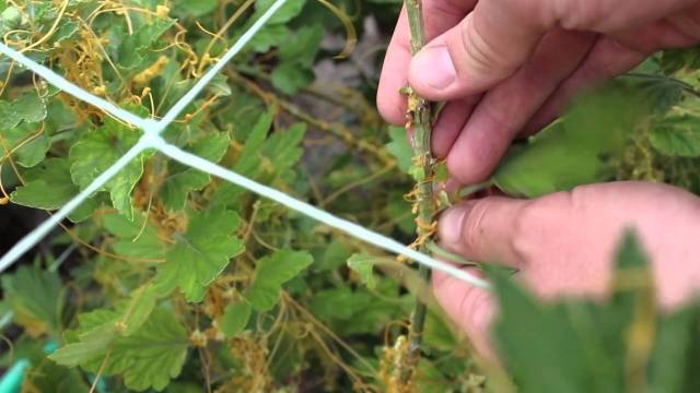 Methods for controlling quarantine weeds 