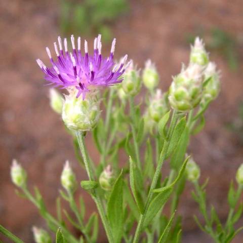 Methods for controlling quarantine weeds 