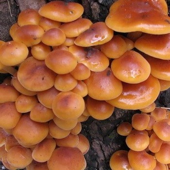 Methods for growing summer and winter mushrooms