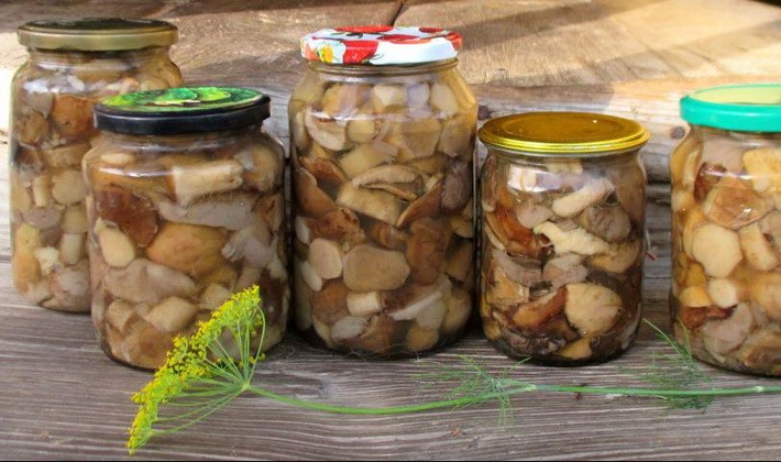 Methods for harvesting boletus mushrooms for the winter