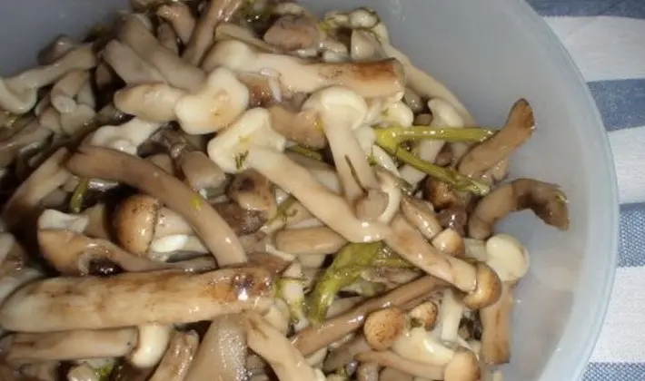 Methods for pickling mushrooms: step by step recipes with photos