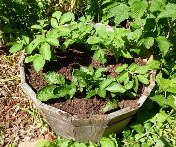 Methods for planting potatoes + video 