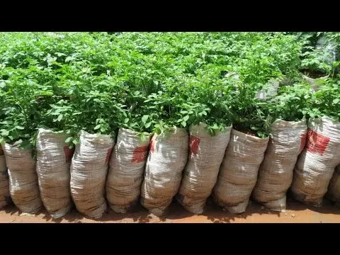 Methods for planting potatoes + video 