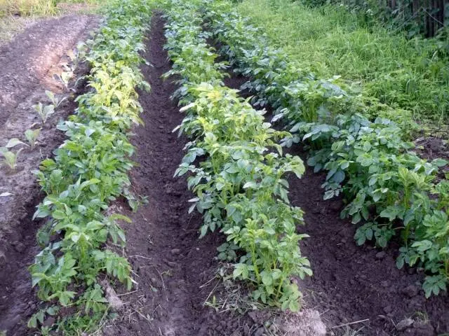 Methods for planting potatoes + video 