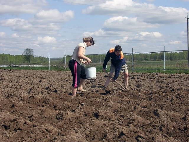 Methods for planting potatoes + video 