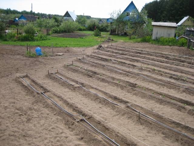 Methods for planting potatoes + video 