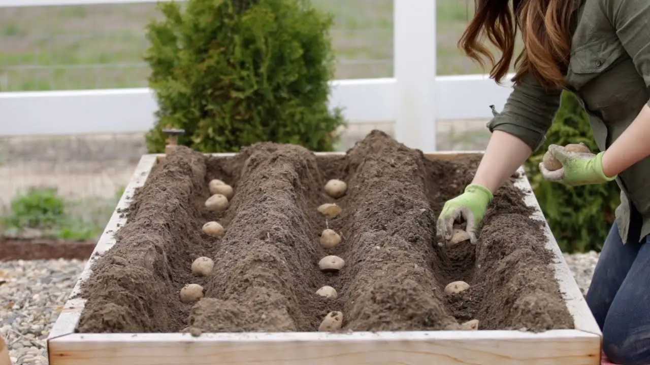 Methods for planting potatoes + video 