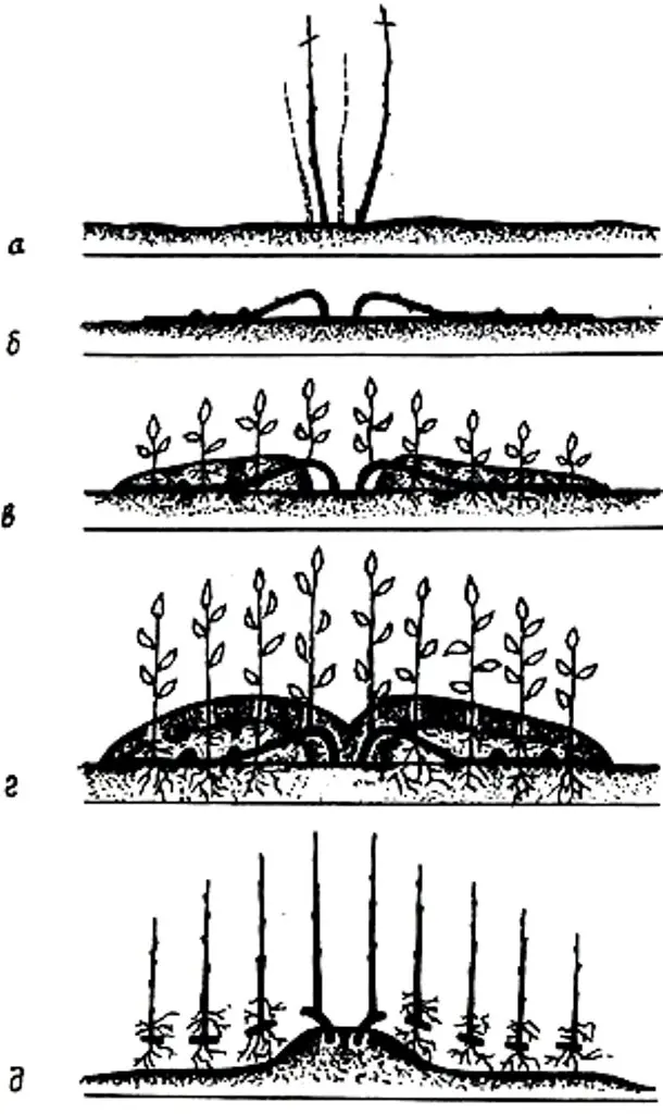 Methods for propagating grapes by layering with a photo