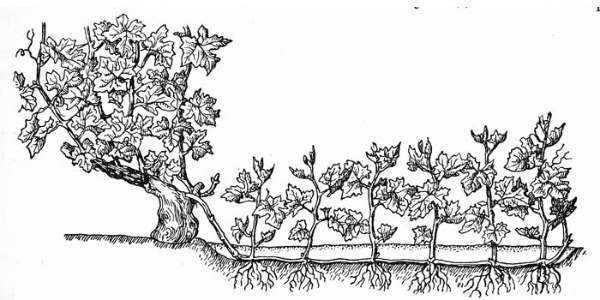 Methods for propagating grapes by layering with a photo