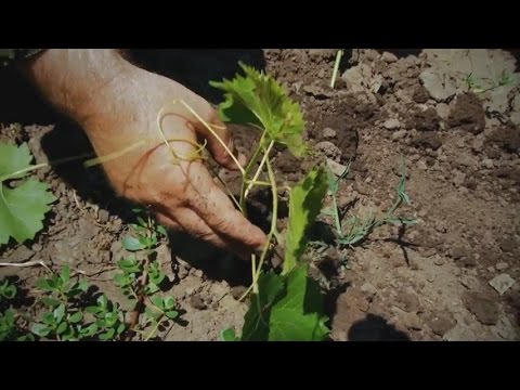 Methods for propagating grapes by layering with a photo