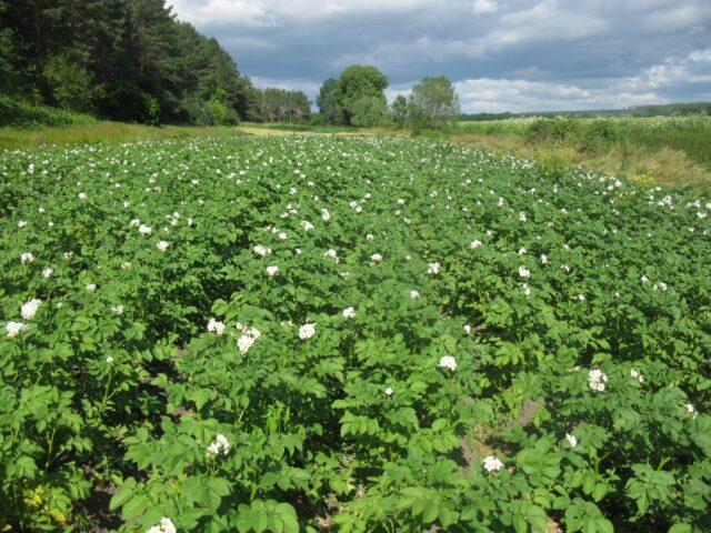 Methods for propagating potatoes