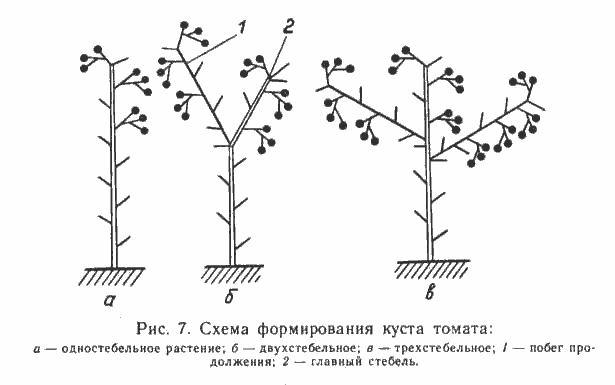 Methods for the formation of tomatoes in open ground