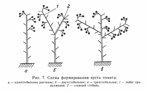 Methods for the formation of tomatoes in open ground