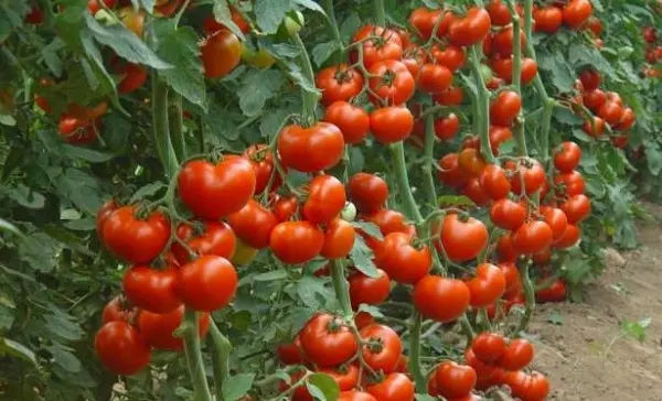 Methods for the formation of tomatoes in open ground