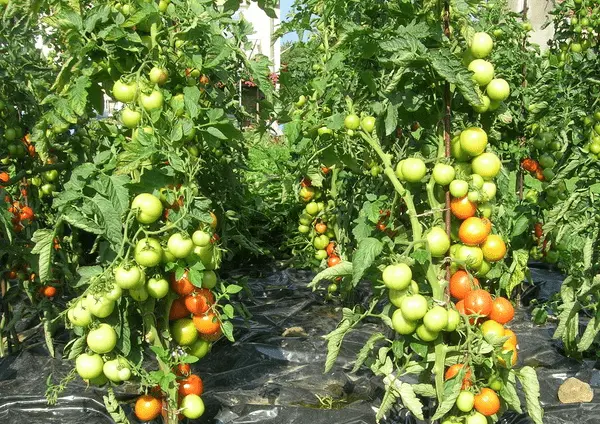 Methods for the formation of tomatoes in open ground