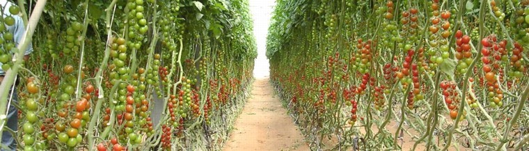 Methods for the formation of tomatoes in open ground