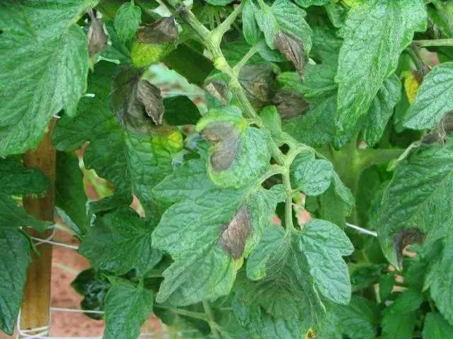 Metronidazole from late blight of tomatoes 