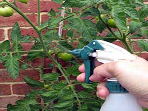 Metronidazole from late blight of tomatoes 