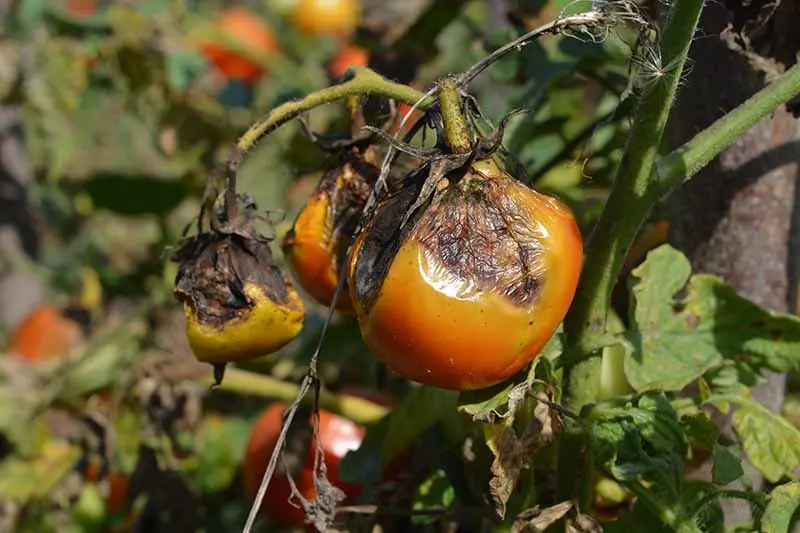 Metronidazole from late blight of tomatoes 