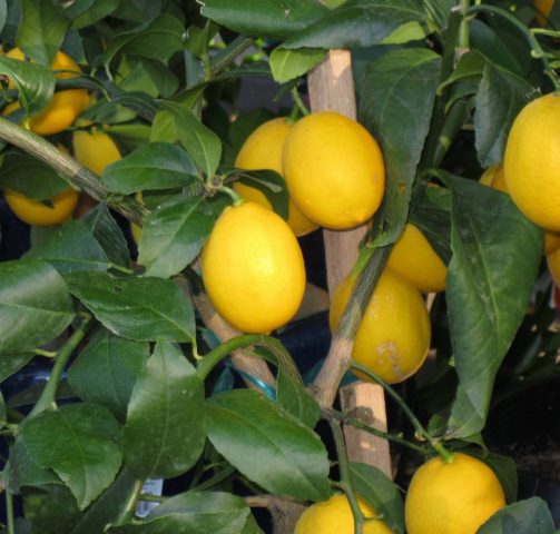 Meyer lemon: home care