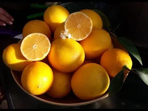 Meyer lemon: home care