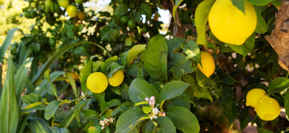 Meyer lemon: home care