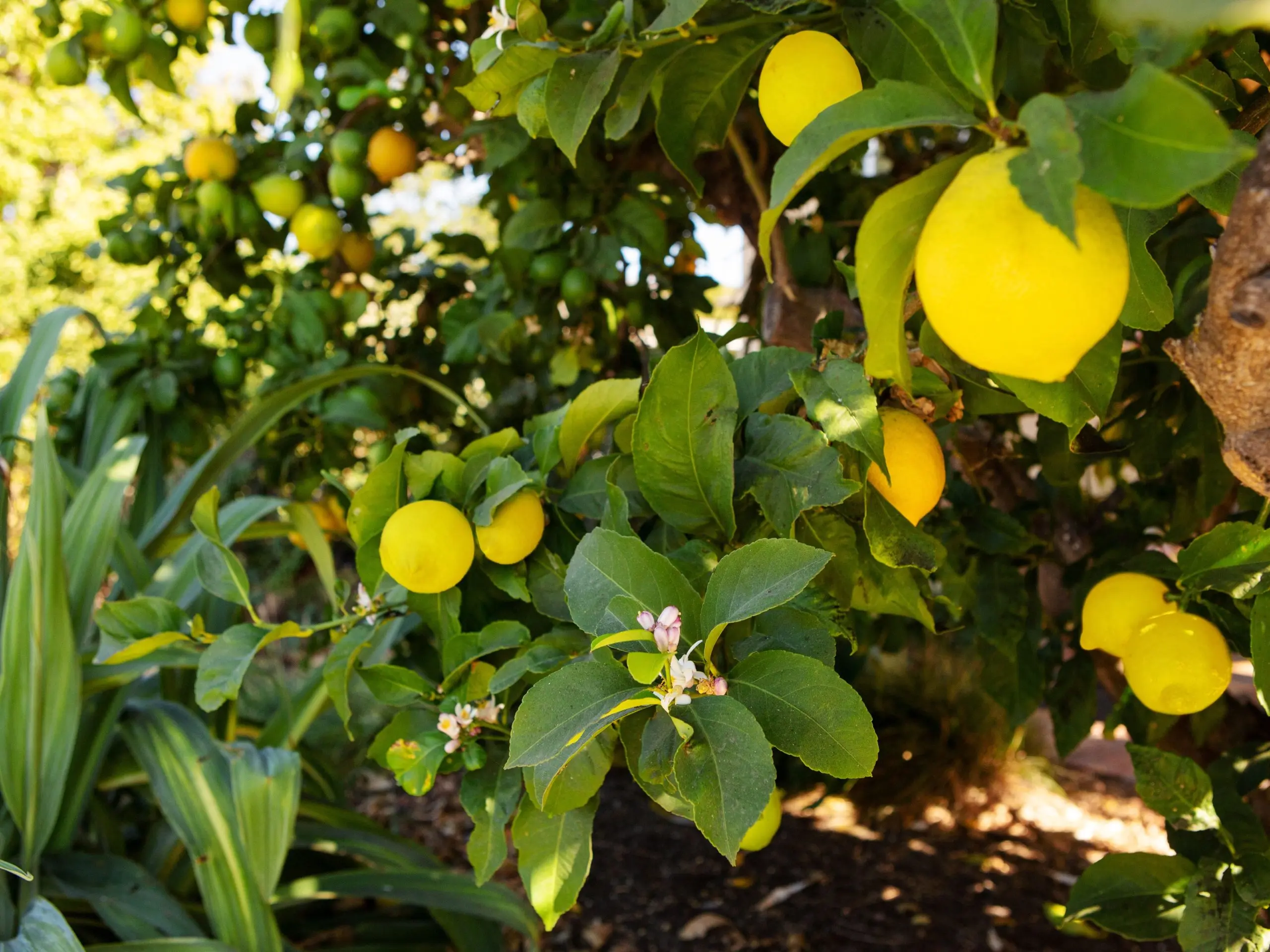 Meyer lemon: home care