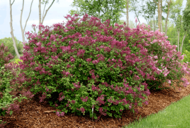 Meyer Lilac: Red Pixie, Jose, Tinkerbell, Flowerfesta Pink, Flowerfesta Purple, Bloomerang (Boomerang) Ash