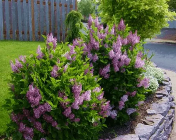 Meyer Lilac: Red Pixie, Jose, Tinkerbell, Flowerfesta Pink, Flowerfesta Purple, Bloomerang (Boomerang) Ash