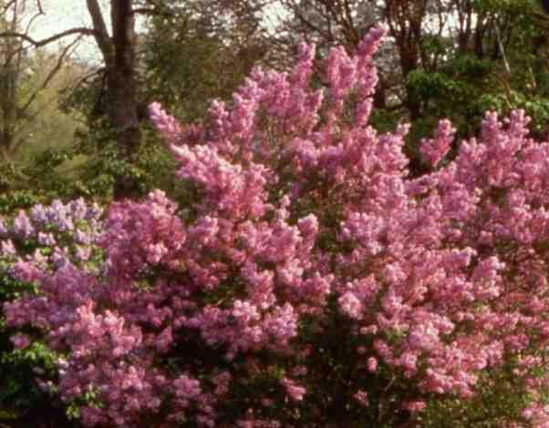 Meyer Lilac: Red Pixie, Jose, Tinkerbell, Flowerfesta Pink, Flowerfesta Purple, Bloomerang (Boomerang) Ash