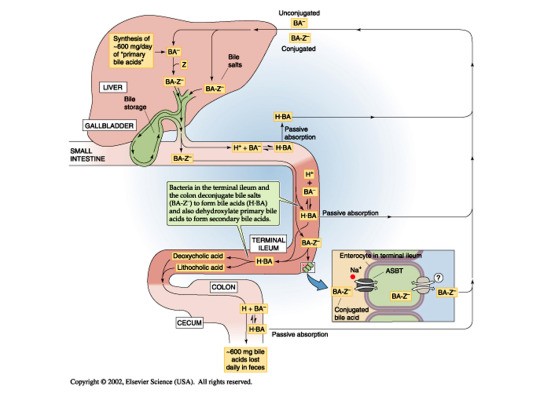 Mianserin &#8211; mechanism of action, indications and side effects