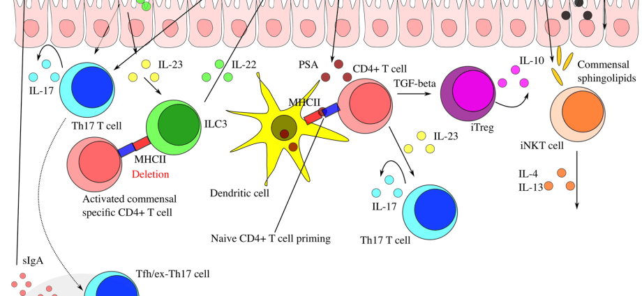 Microbiota &#8211; it is what determines our immunity. Check how to take care of it