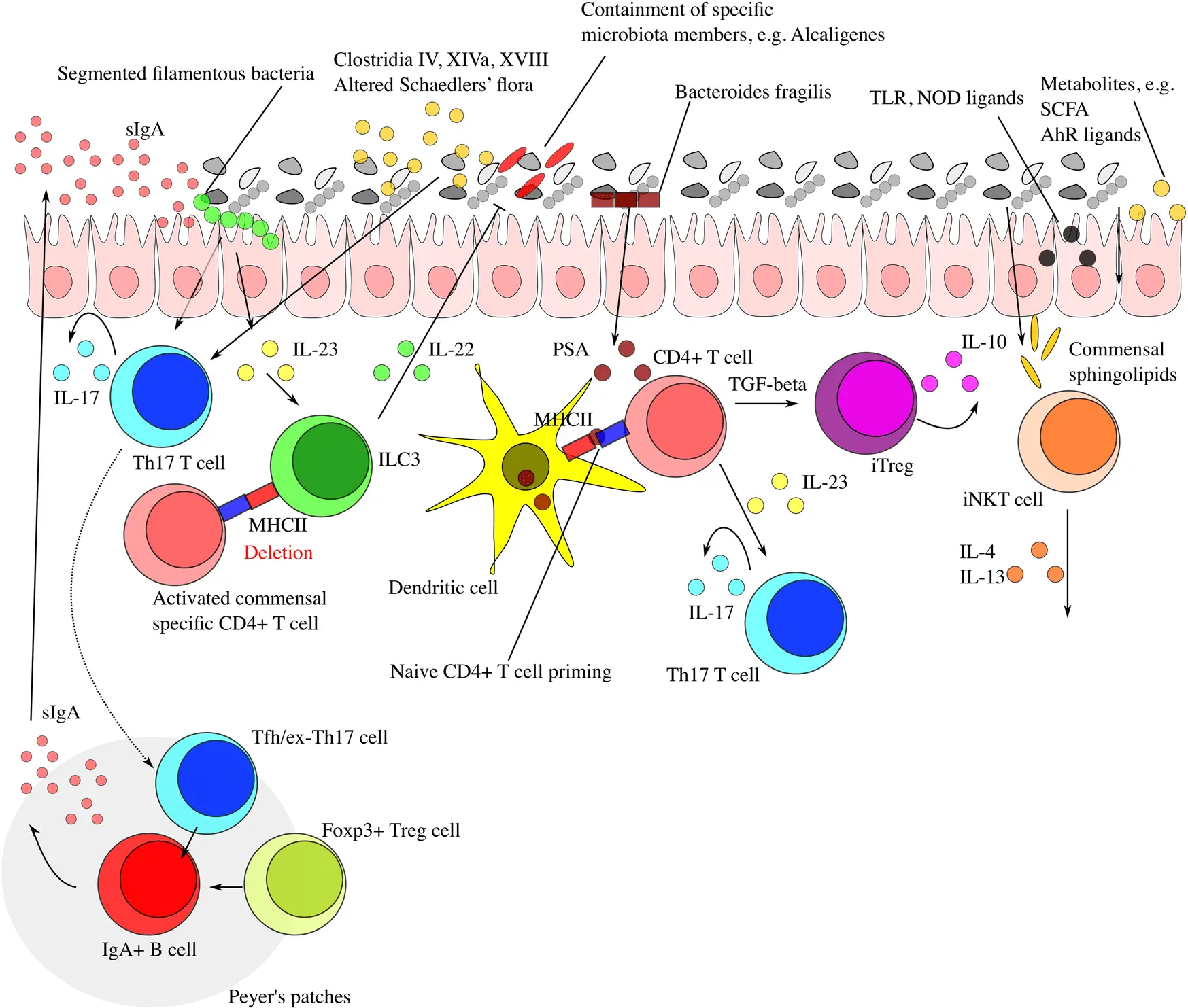 Microbiota &#8211; it is what determines our immunity. Check how to take care of it