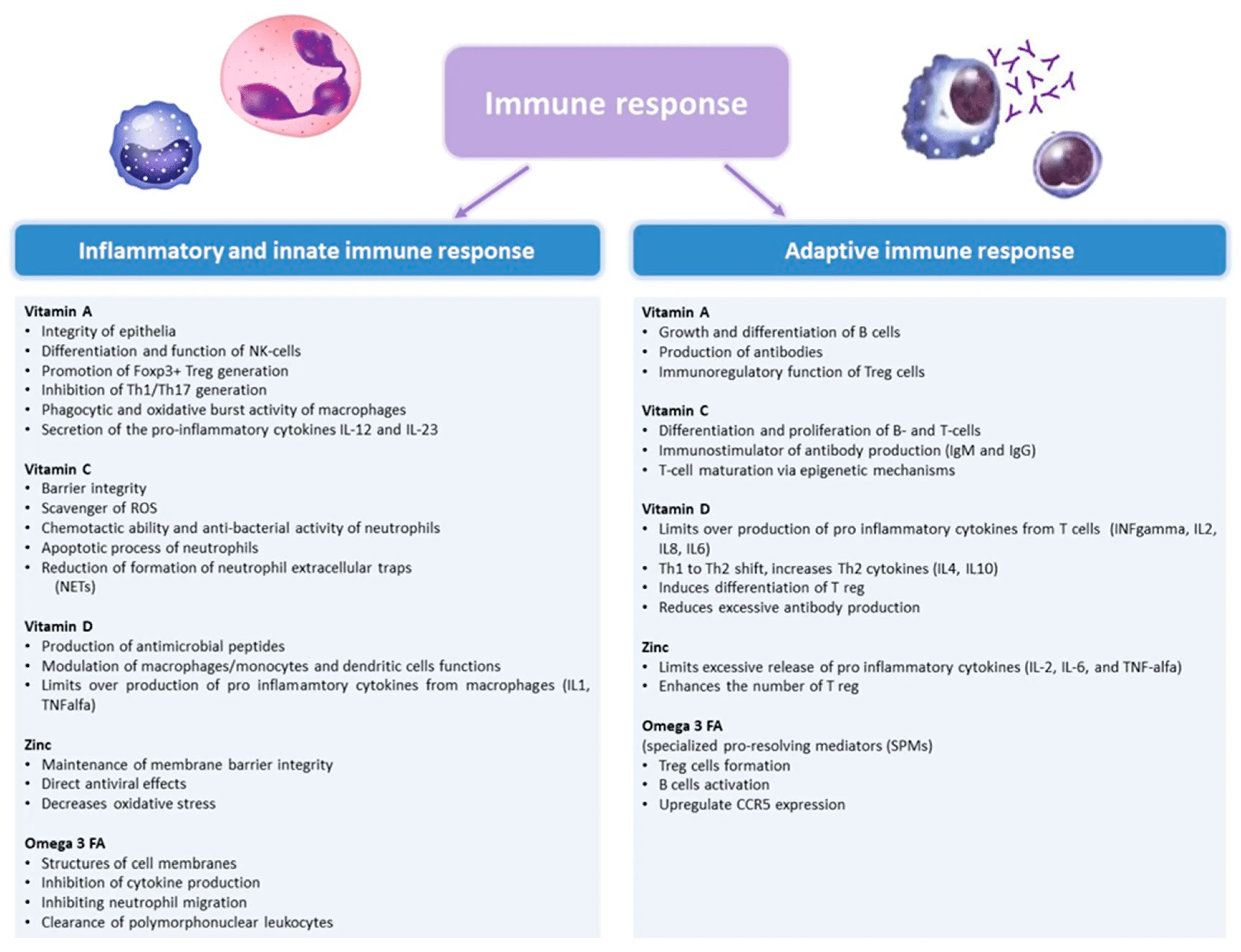 Micronutrients and their role in the body