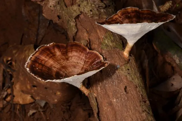 Microporus yellow-legged: photo and description