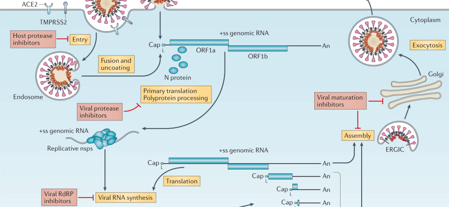 MicroRNA: molekula, ktorá môže inhibovať replikáciu ľudských koronavírusov