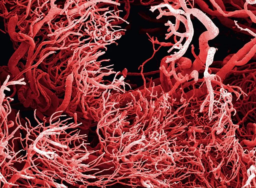 Microscopic tenants of our bodies