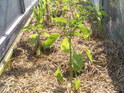 Mid-season varieties of sweet pepper