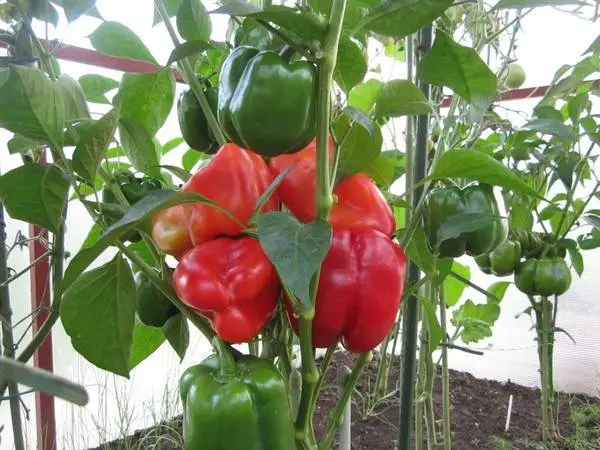 Mid-season varieties of sweet pepper