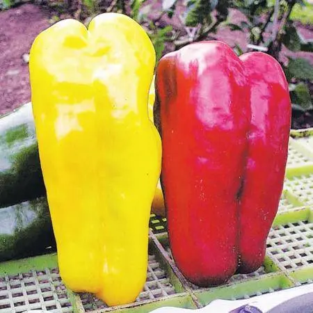 Mid-season varieties of sweet pepper