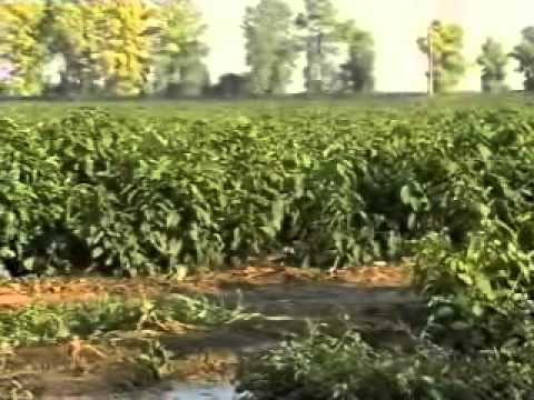 Mid-season varieties of sweet pepper