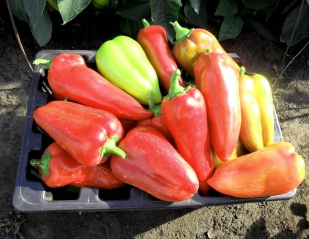 Mid-season varieties of sweet pepper