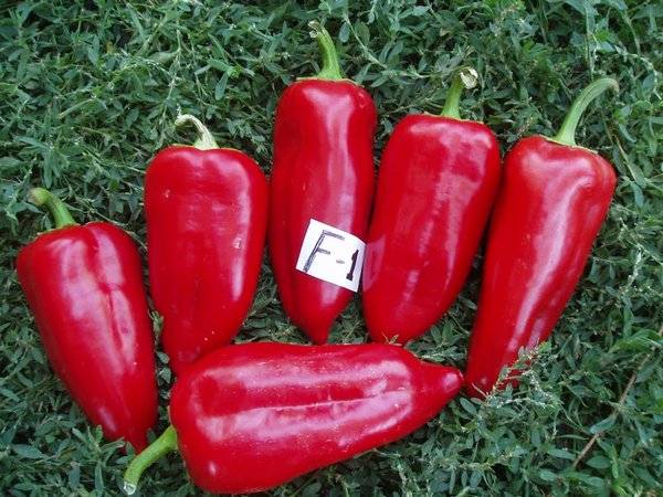 Mid-season varieties of sweet pepper